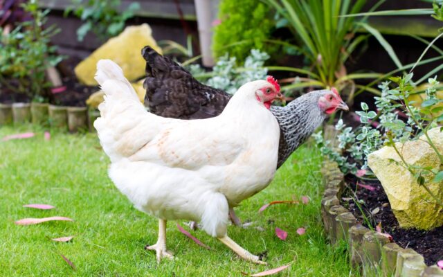A Guide to Recognizing and Treating Chicken Foot Problems